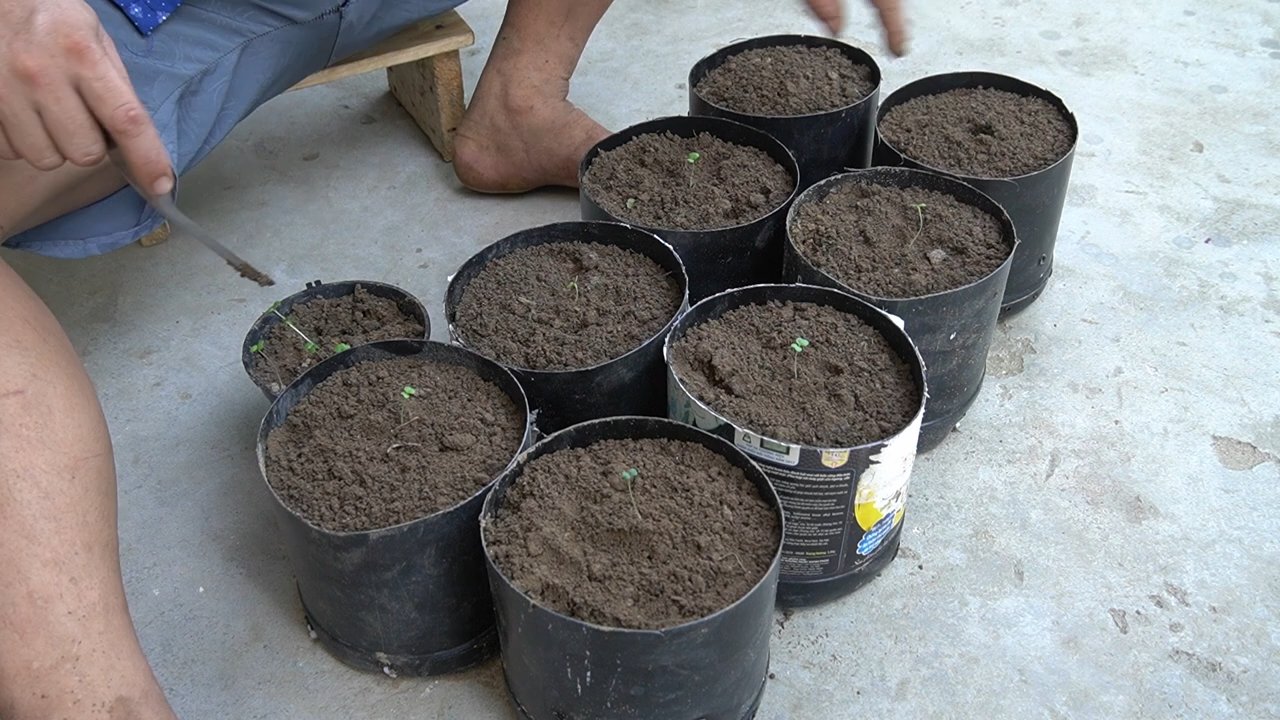 DIY balcony lettuce planter