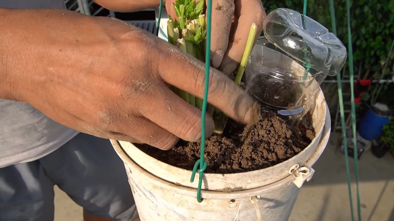 Grow Celery At Home
