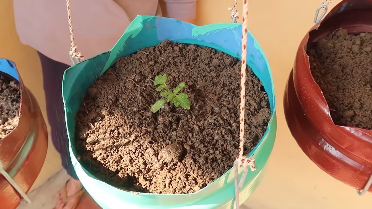 Best Tomato Fruiting Method
