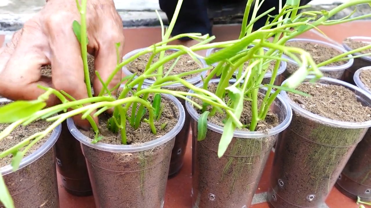 Grow Water Spinach at Home