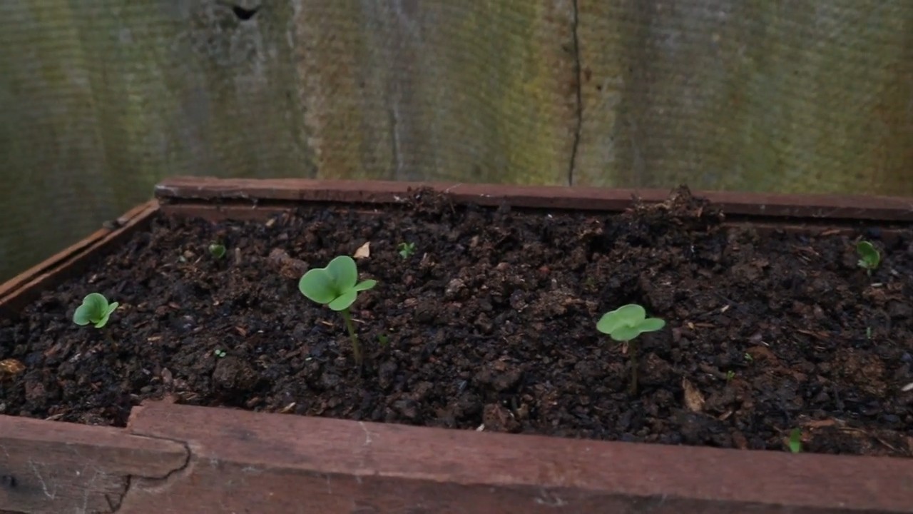 Growing radishes at home