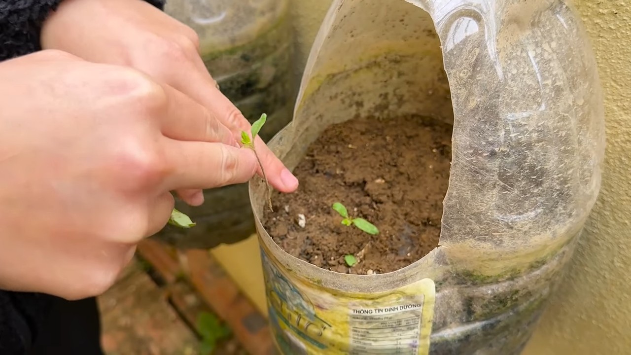Easy tomato growing tips
