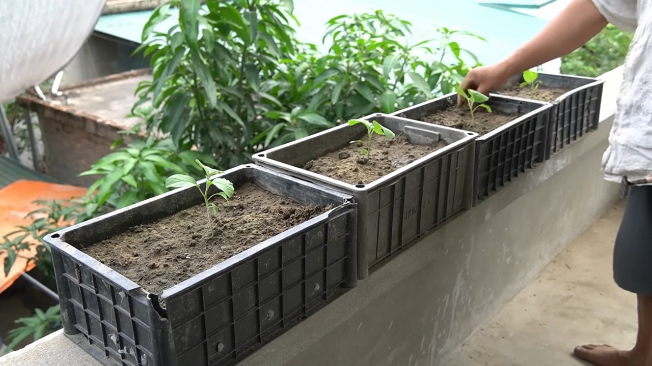 Bucket Gardening Eggplant Harvest