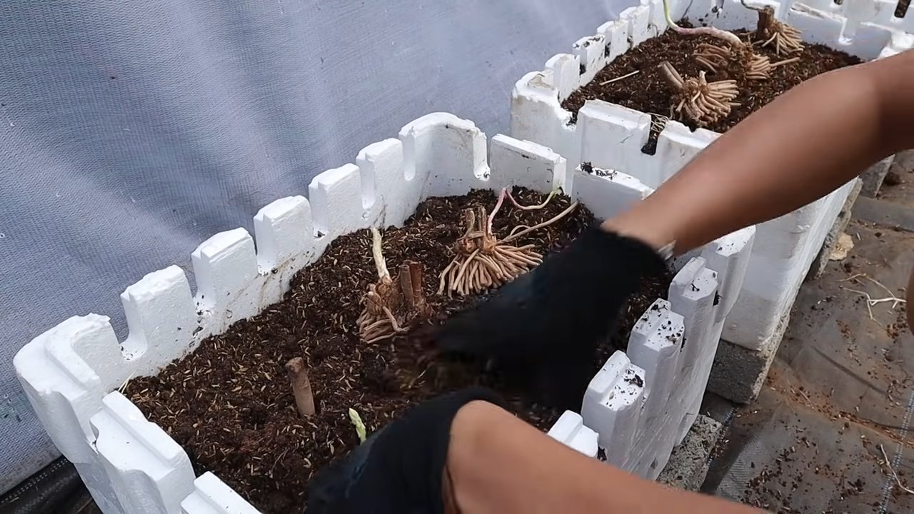 Grow Asparagus at Home