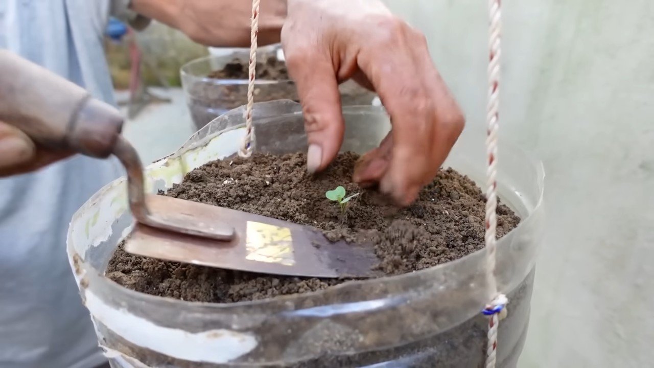 Effortless Cabbage Garden