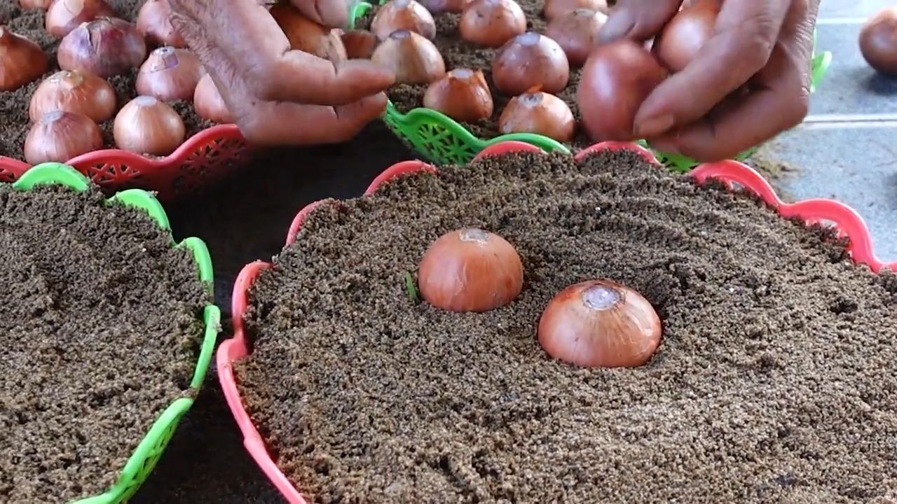 Easy onion cutting trick