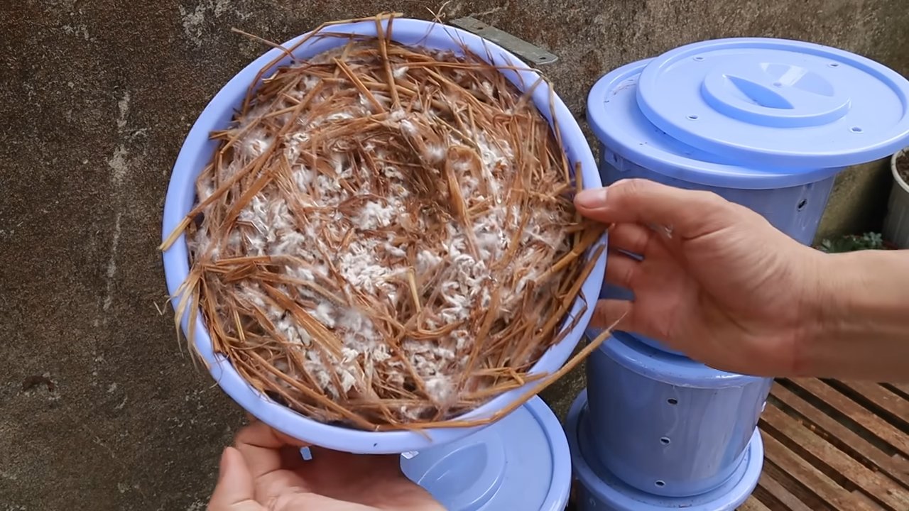 Mushroom Bucket Gardening