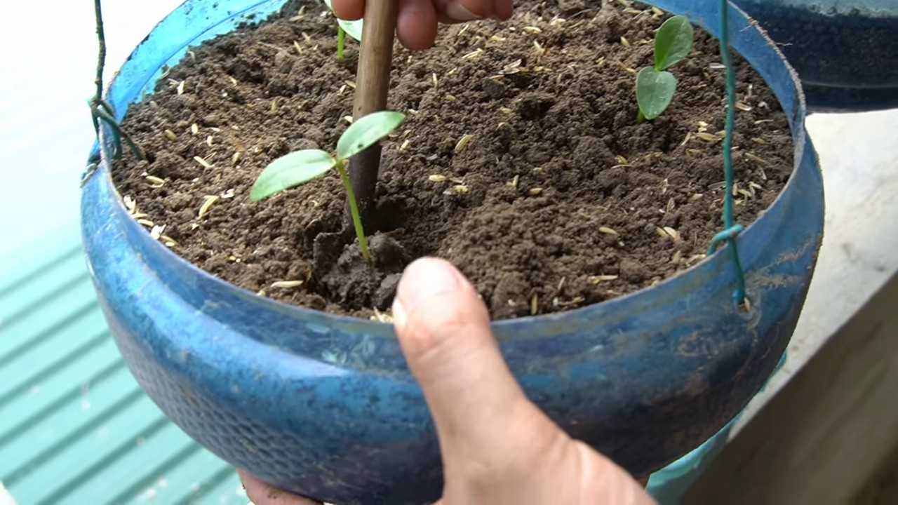 Growing Malabar Spinach at Home