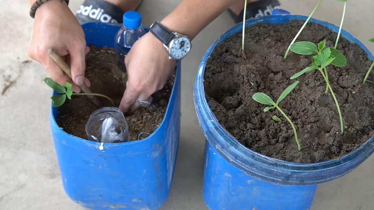 Cucumber Pot Growing Hack