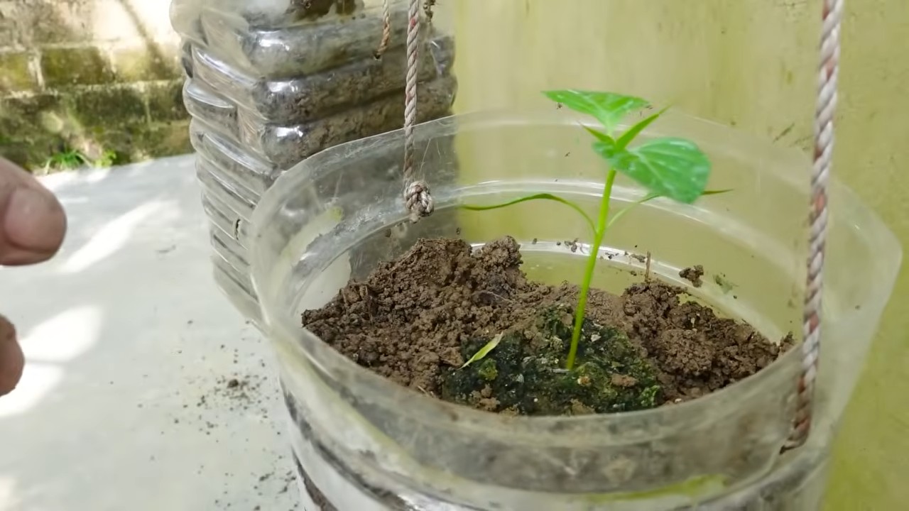 Chili cutting propagation