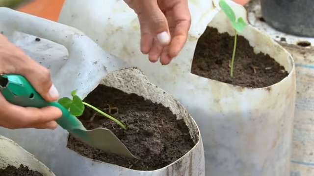 Growing tomatoes in pots
