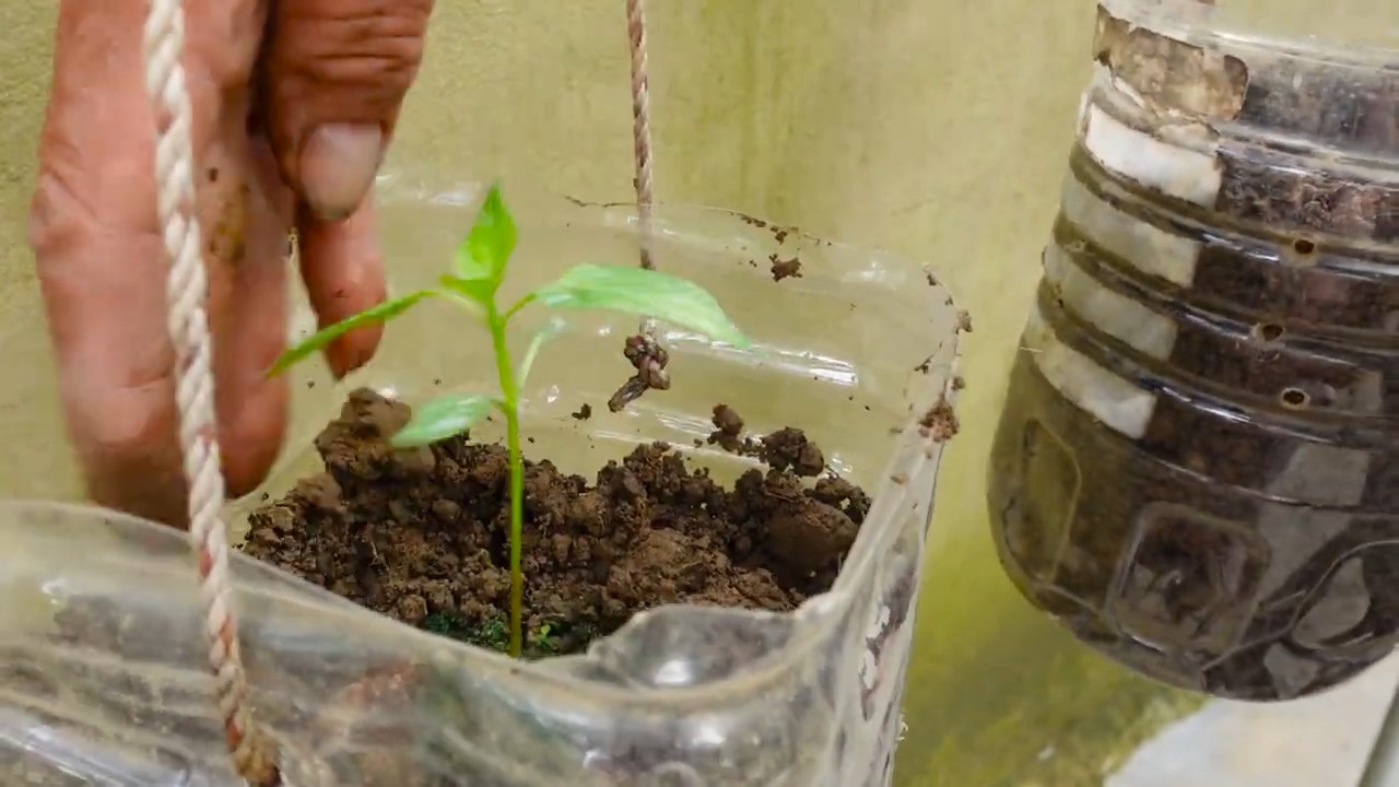 Best Chili for High Yield