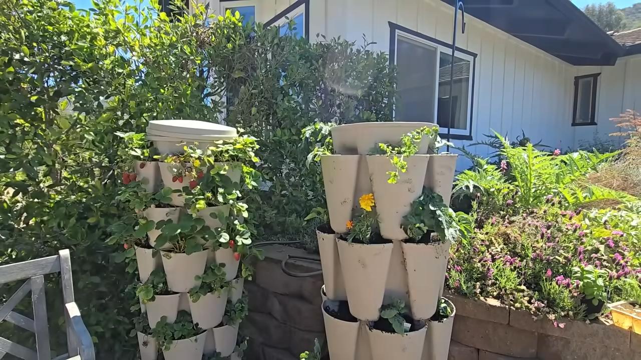 Grow Strawberries Raised Beds Containers
