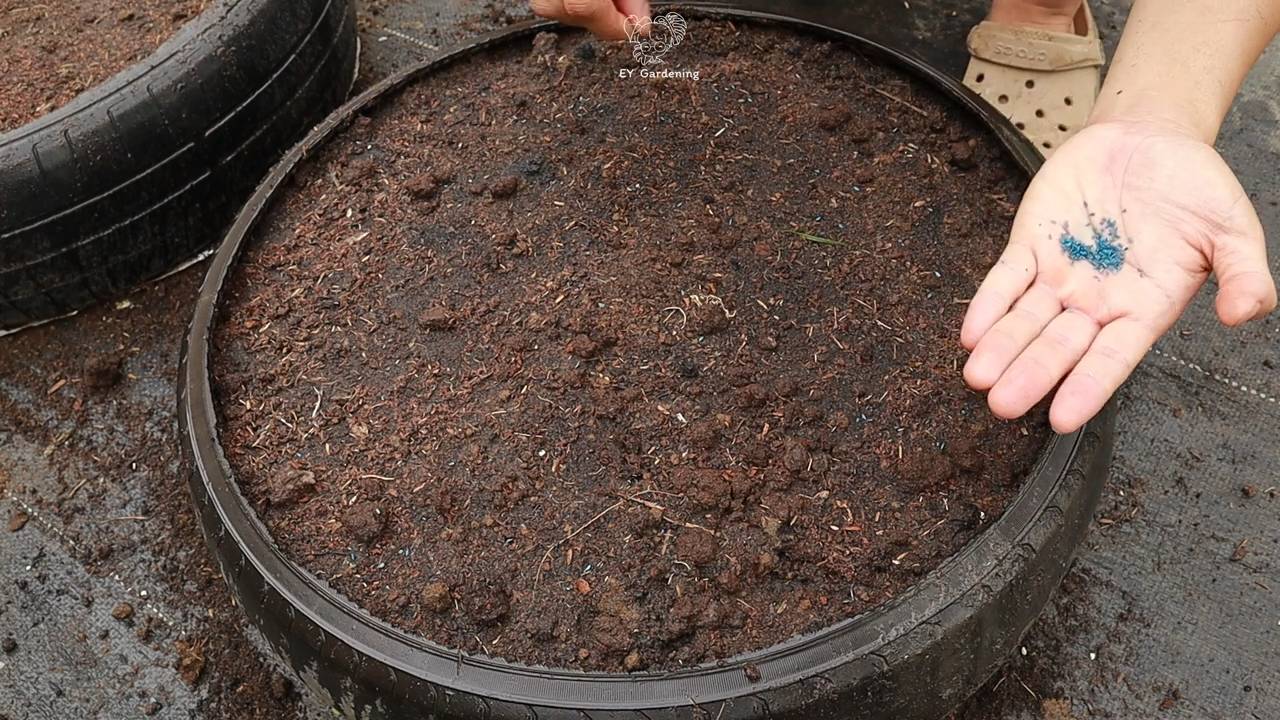 Grow baby carrots easily