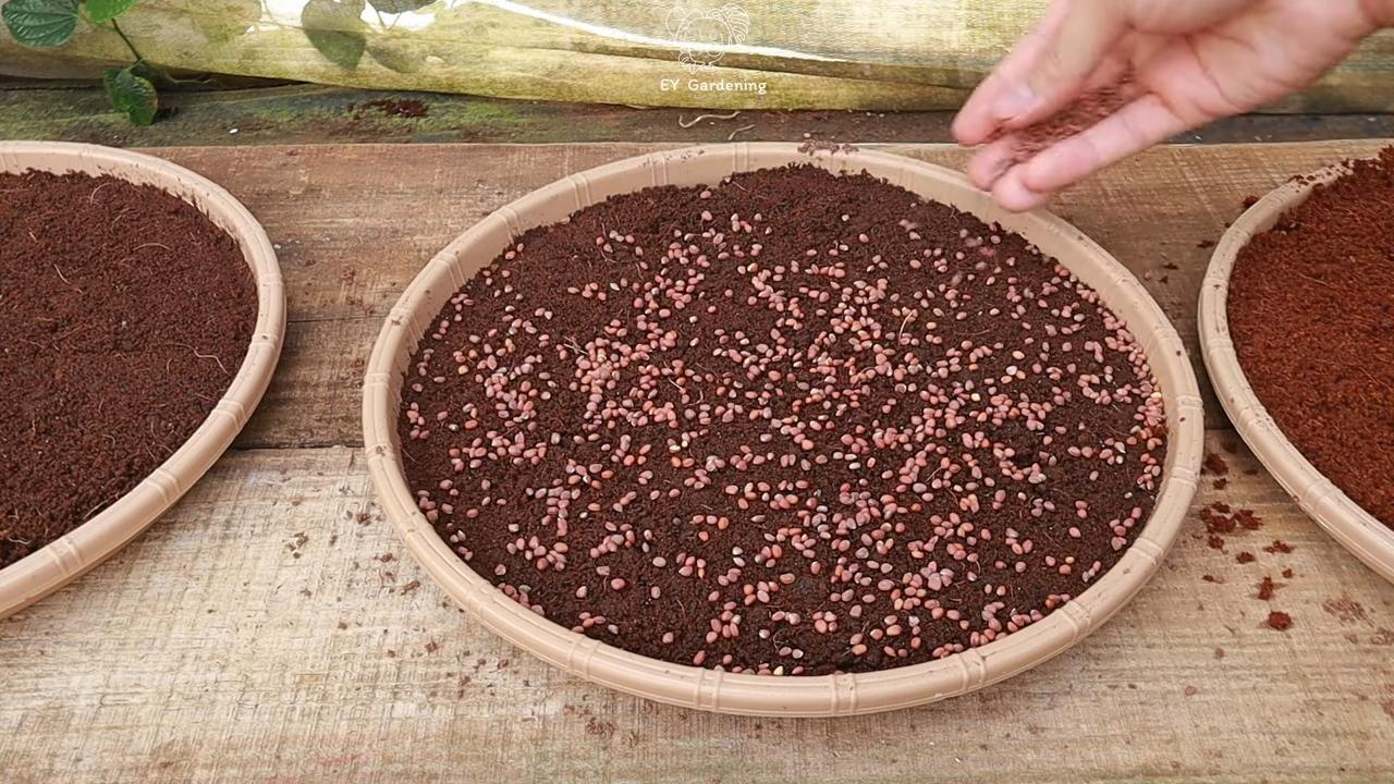 Soil free sprout growing