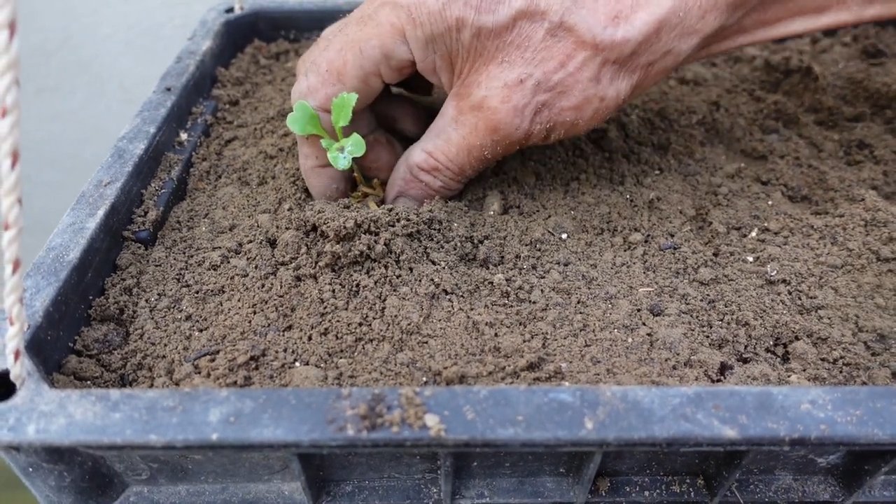 Easy to grow vegetables
