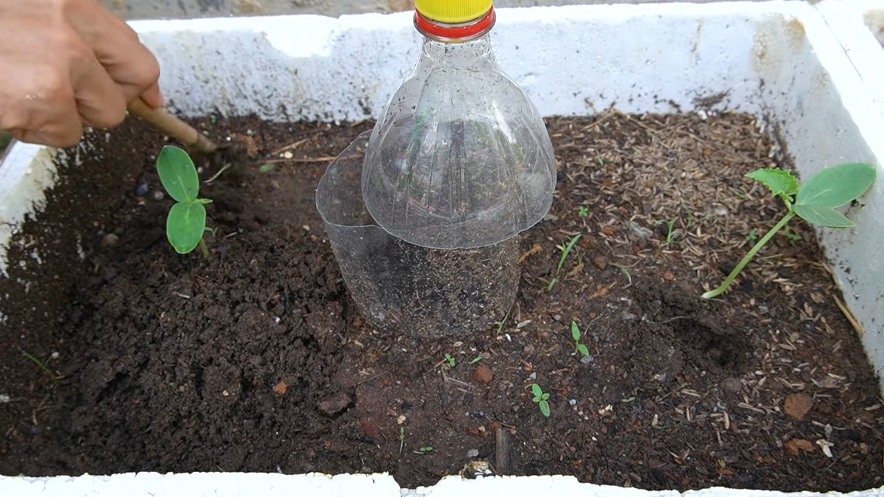 Grow sweeter cantaloupe naturally