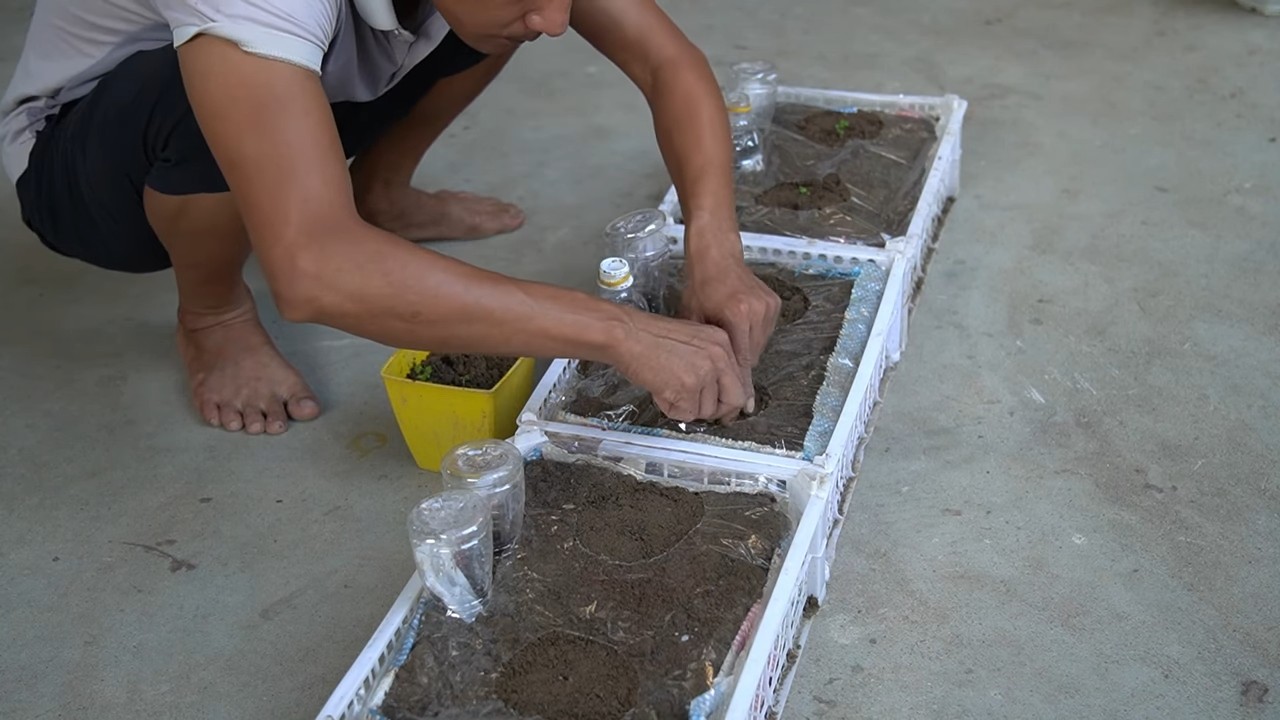 Balcony strawberry growing soil free