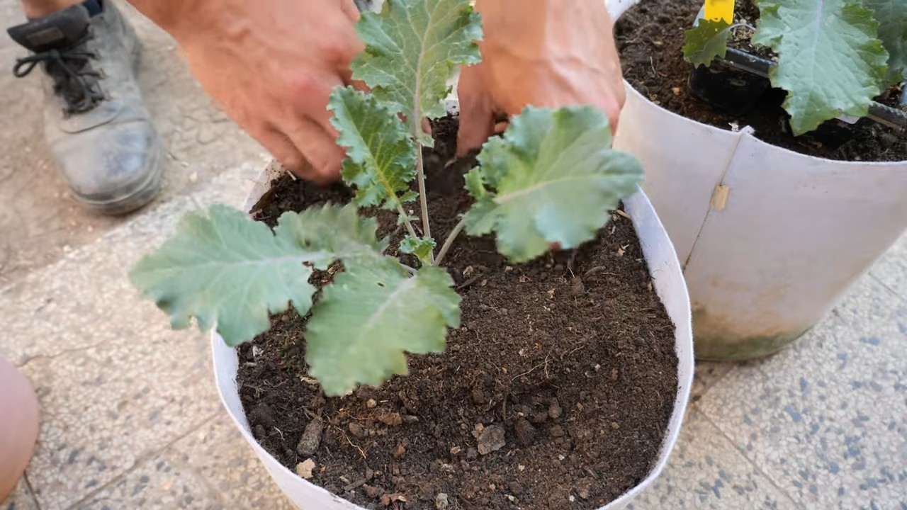 Grow Kale in Grow Bags