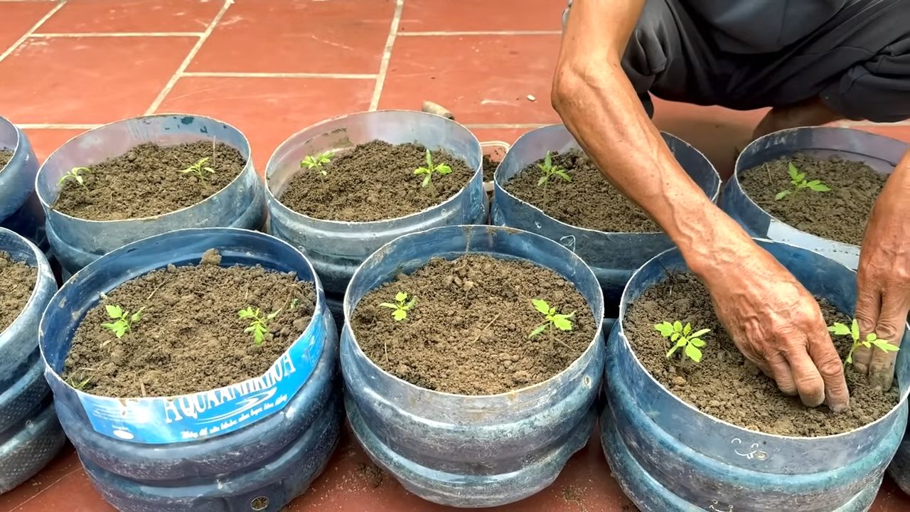 Tomato growing hack