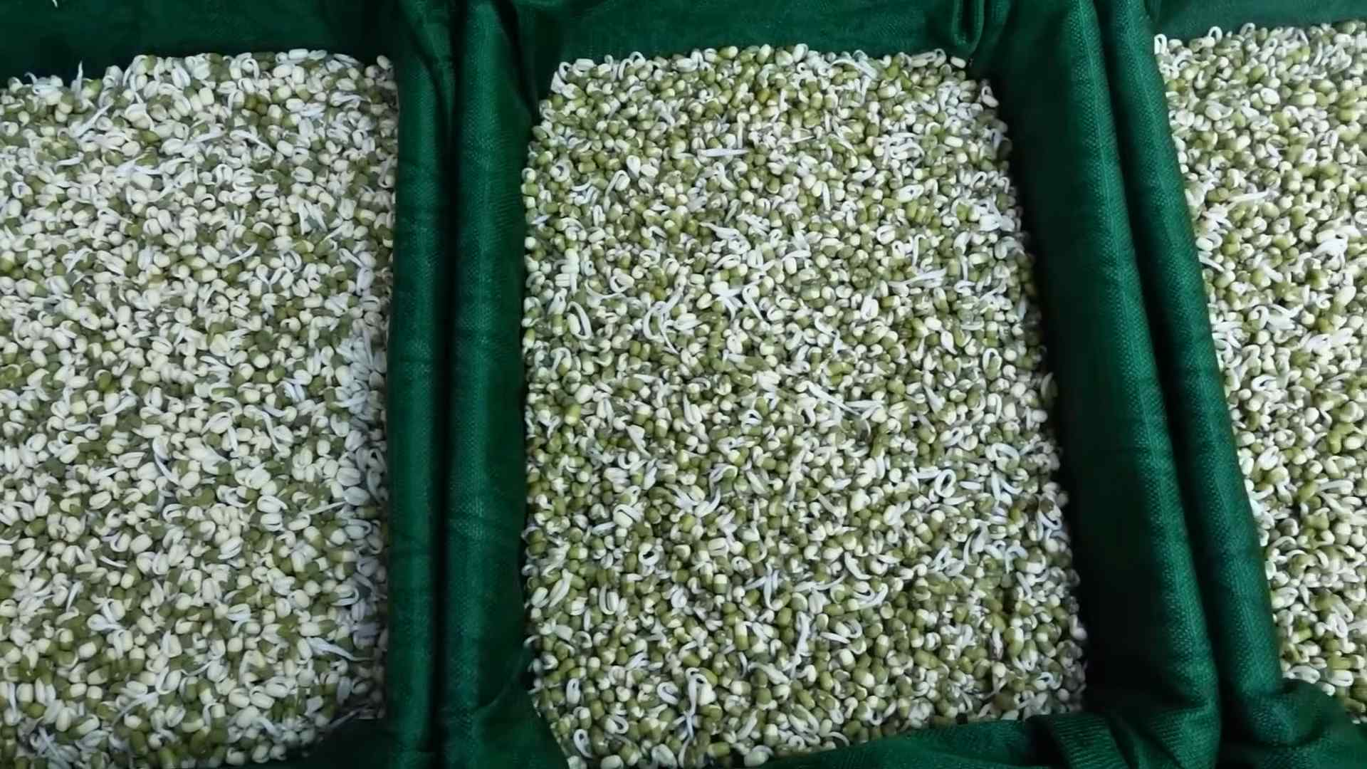 Bean Sprouts Growing Tips