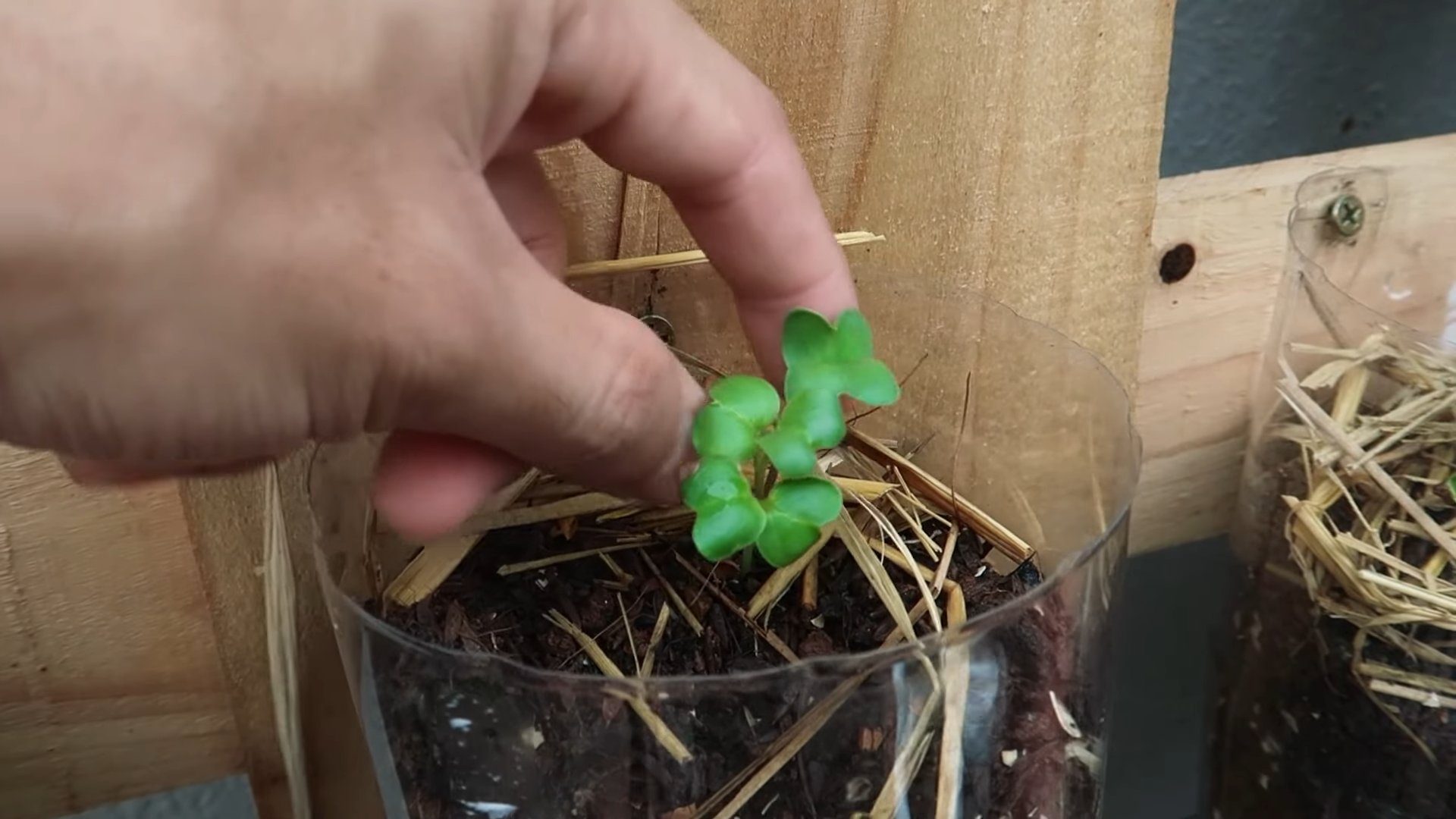 Grow white radish at home
