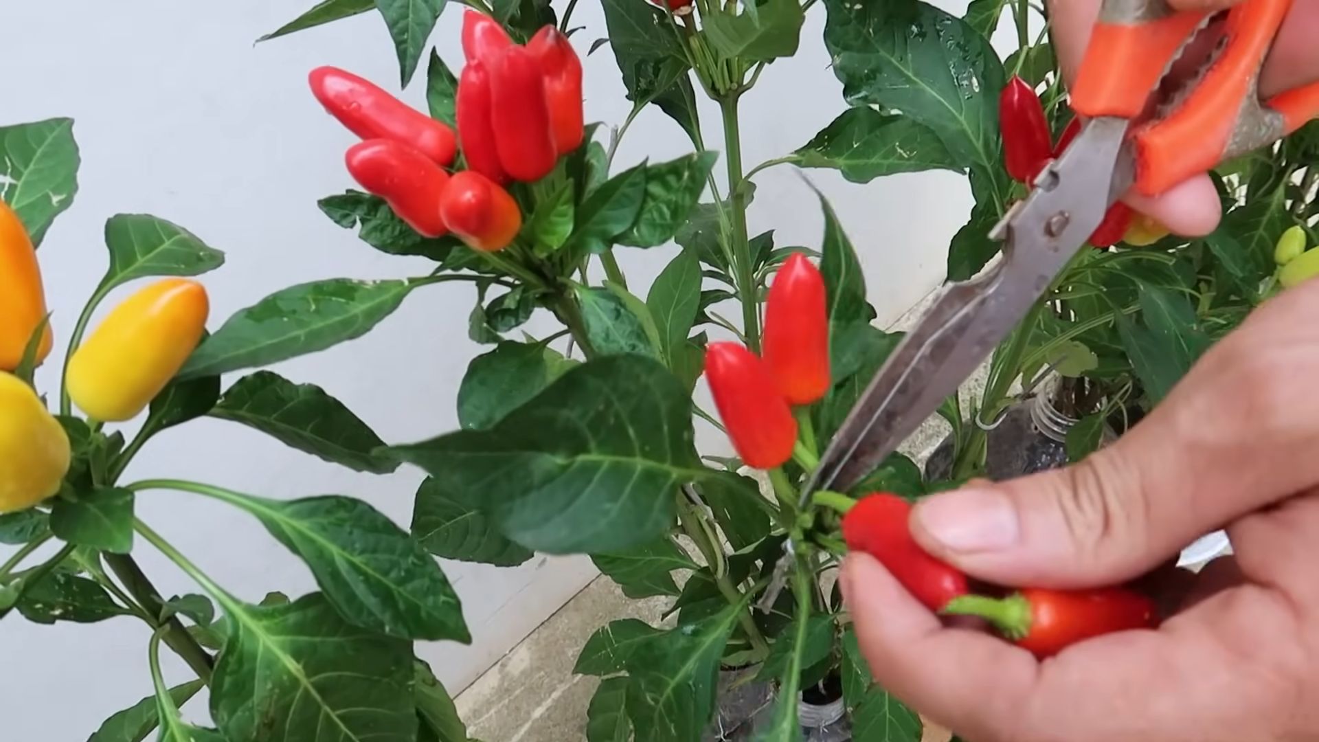 Plastic bottle pepper gardening
