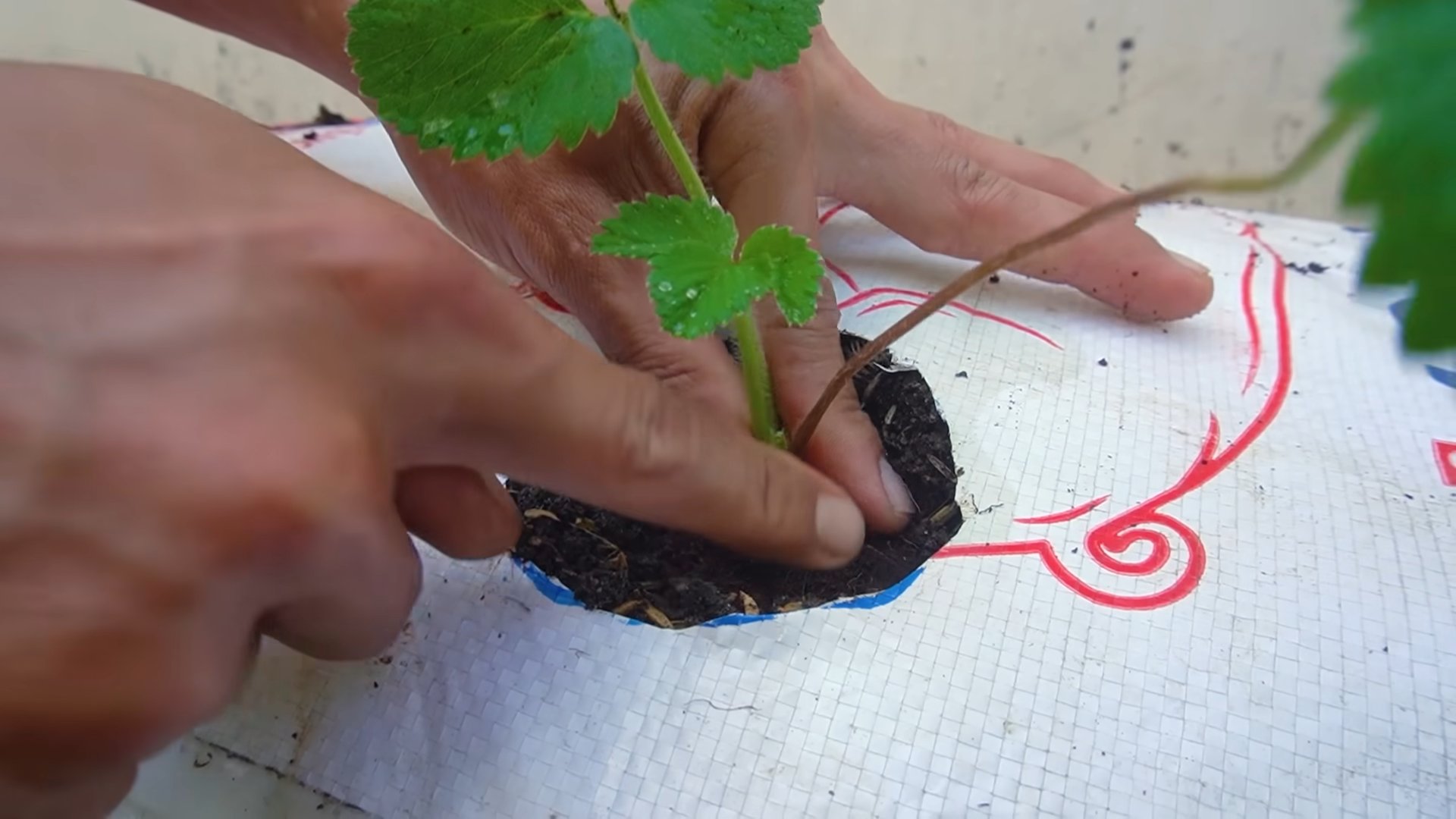 Strawberry Growing Hack
