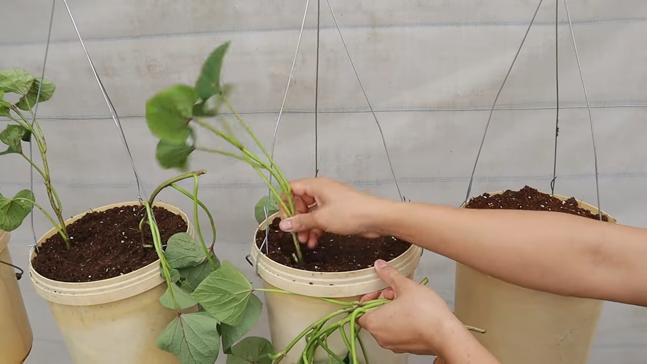 Sweet Potato Vertical Garden
