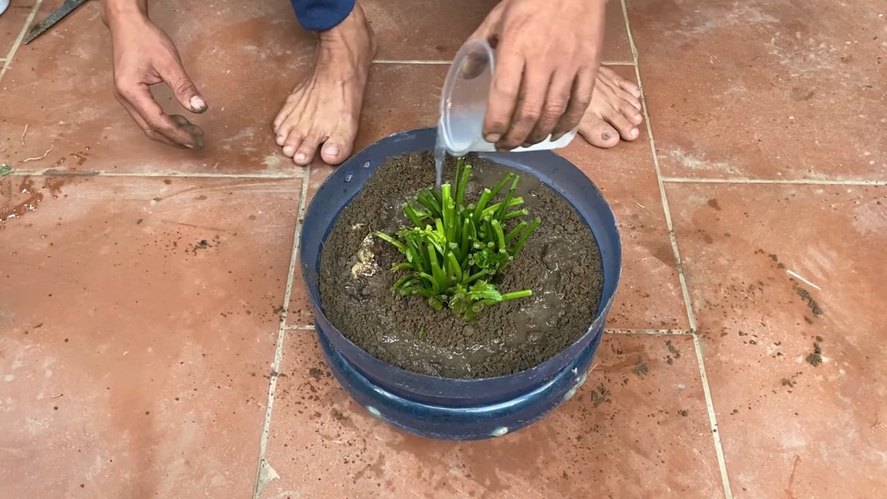 Growing celery at home