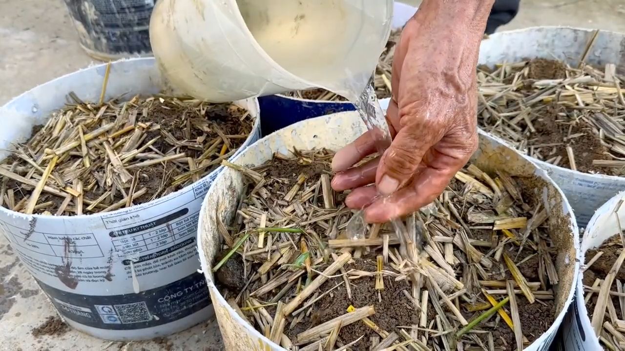 Planting Potatoes Simple Idea