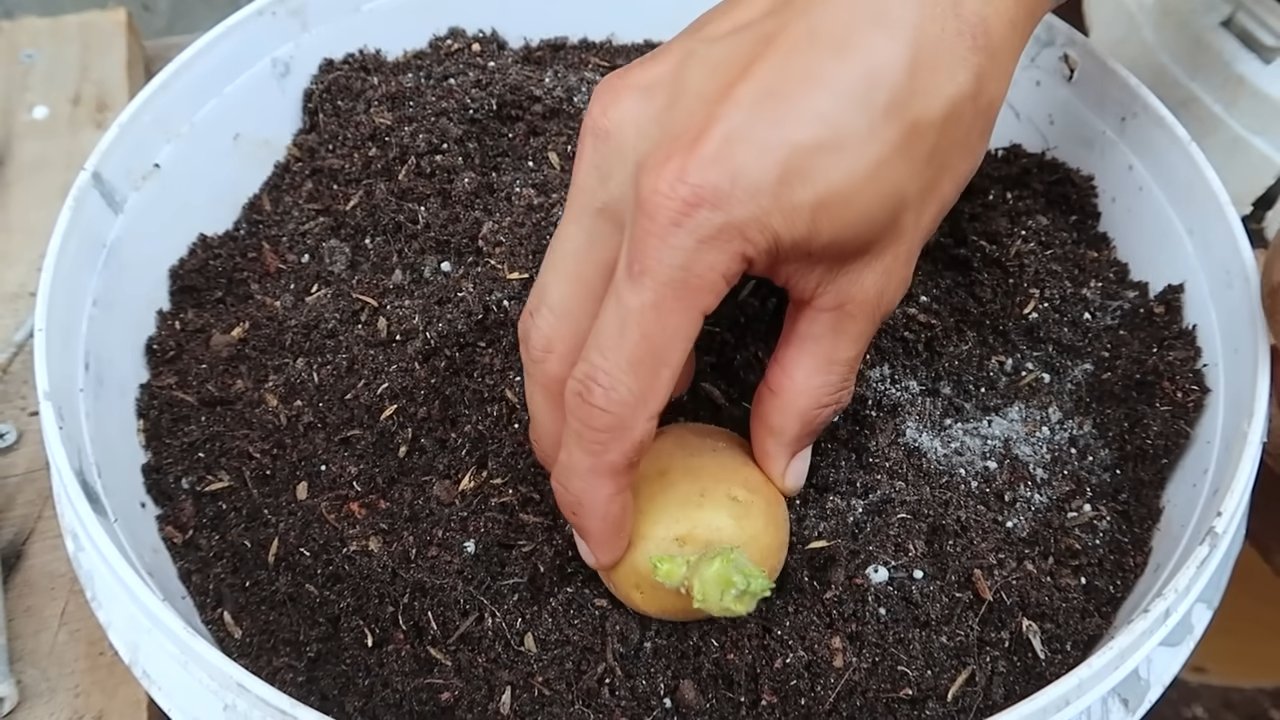 Growing potatoes in containers