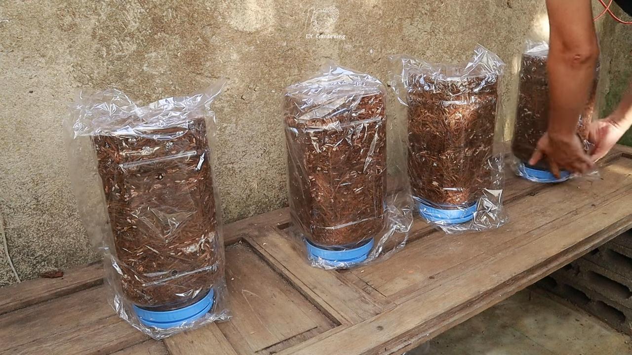 Grow mushrooms at home