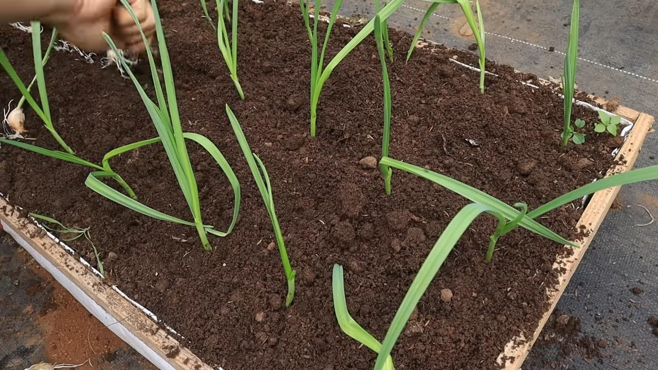 Soiless garlic growing