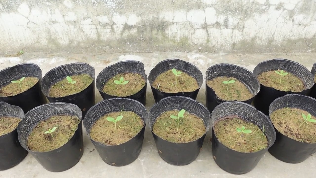Grow Sweet Cantaloupe