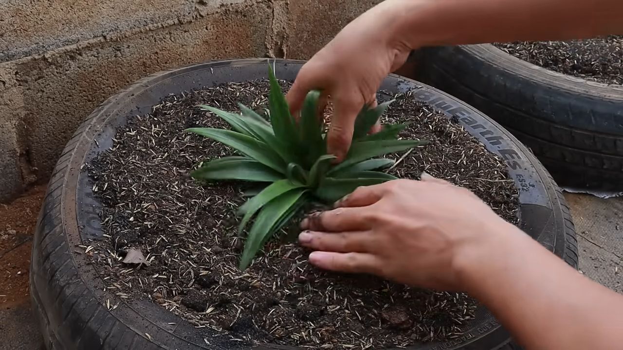 Growing pineapples at home