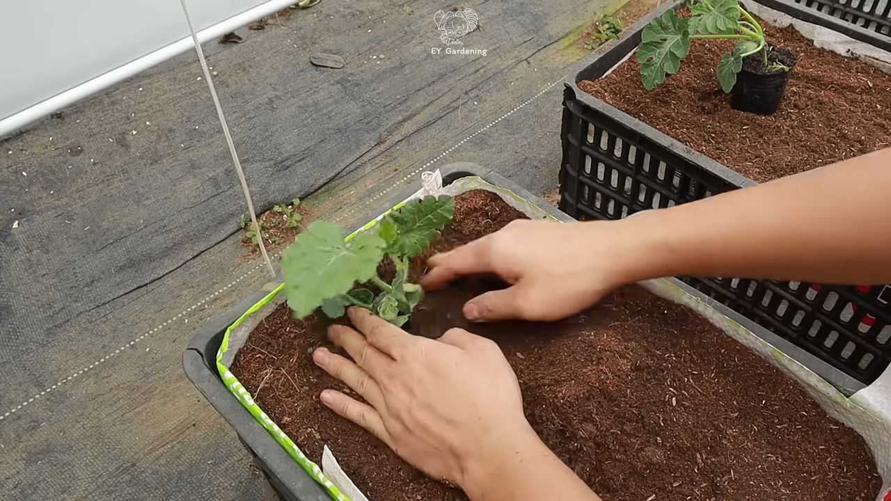 Grow Watermelons in Small Spaces