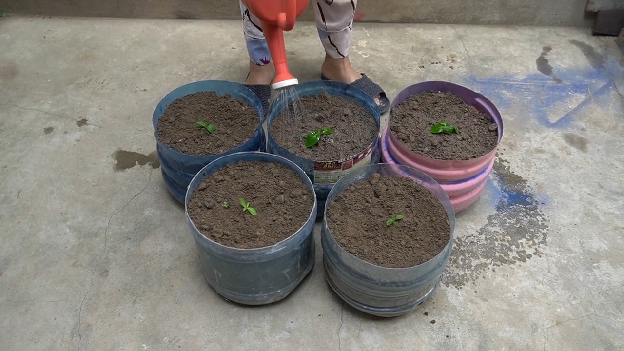 Bottle garden for cabbage