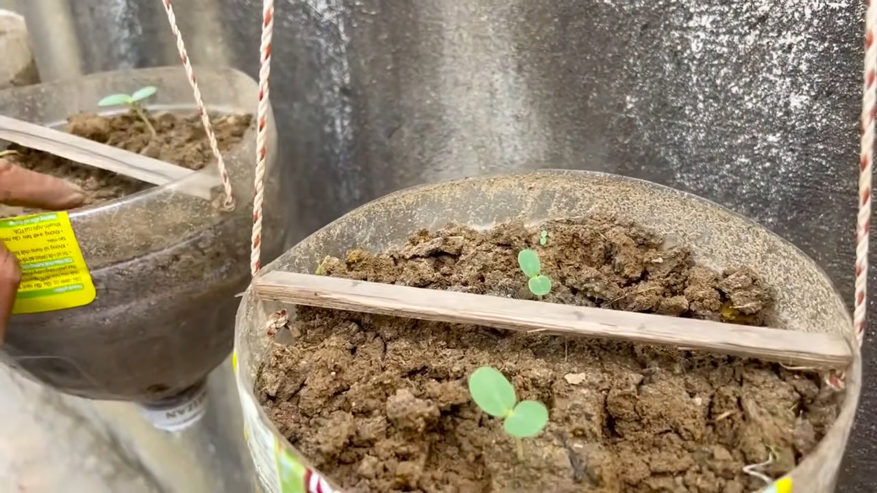 Grow More Melons