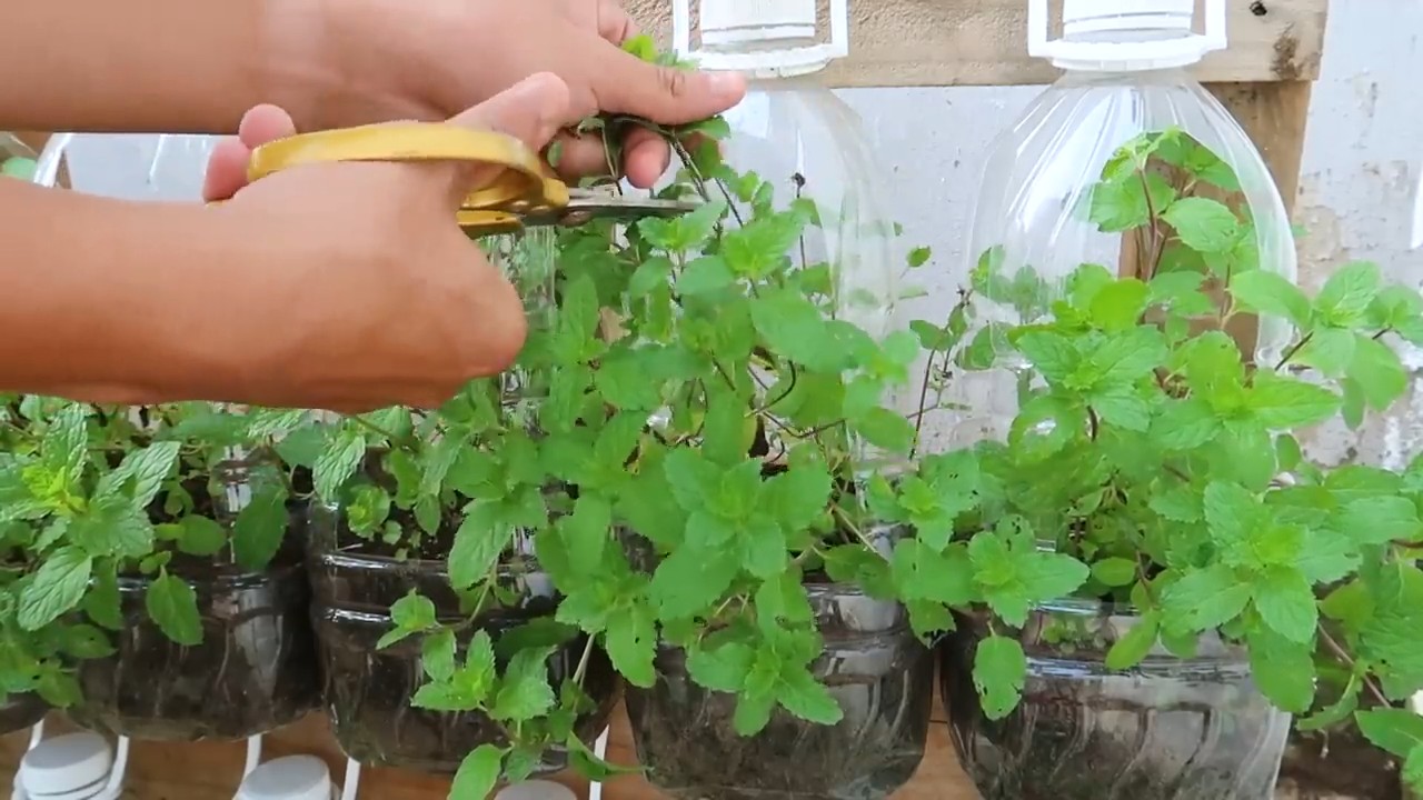 Propagating Mint Indoors