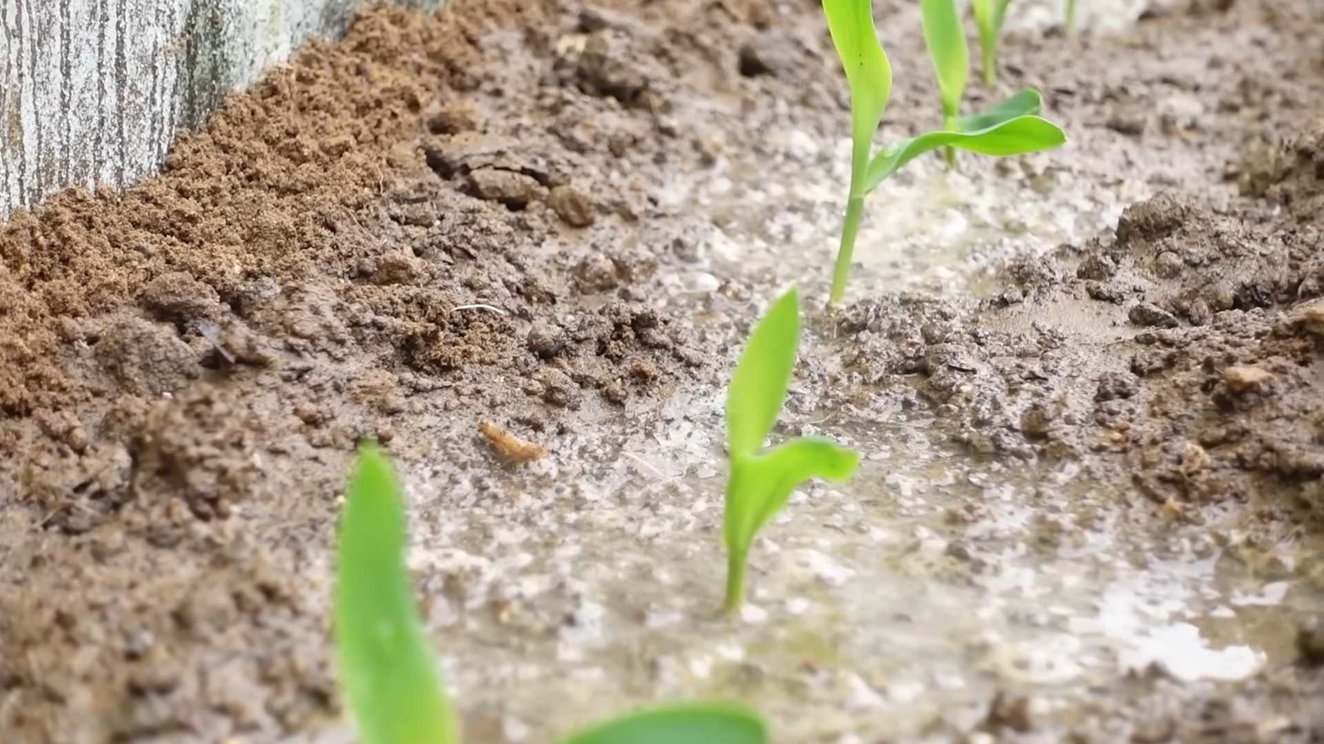 Growing Corn Concrete Yard