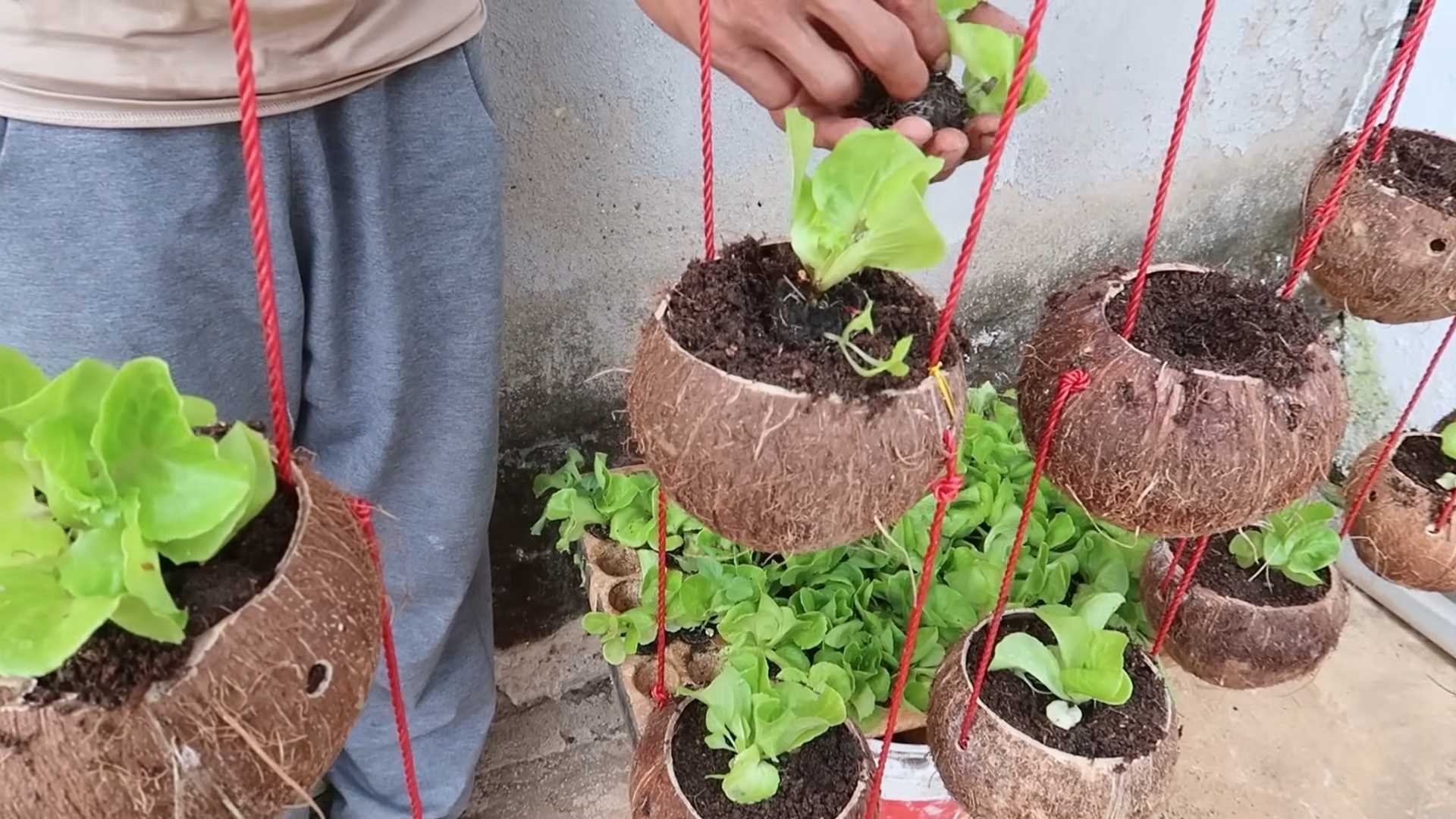 Coconut shell lettuce planter
