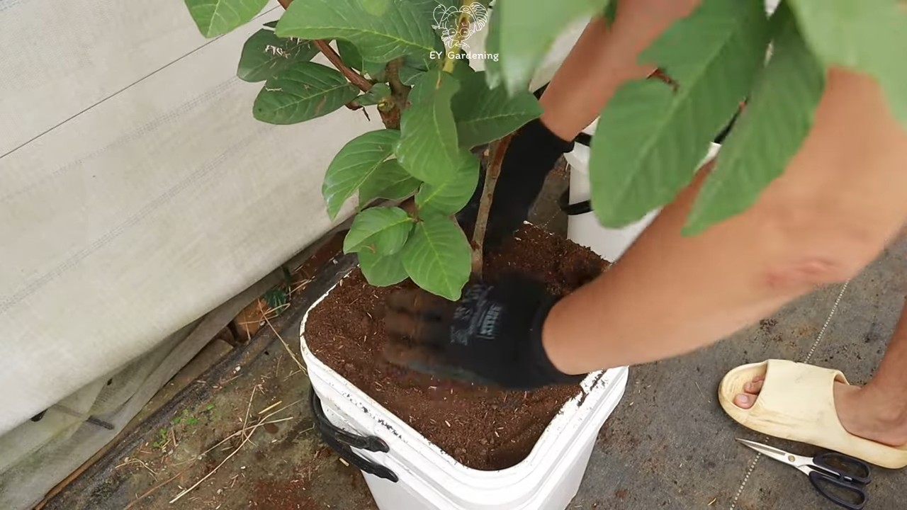 Terrace Guava Tree Harvest