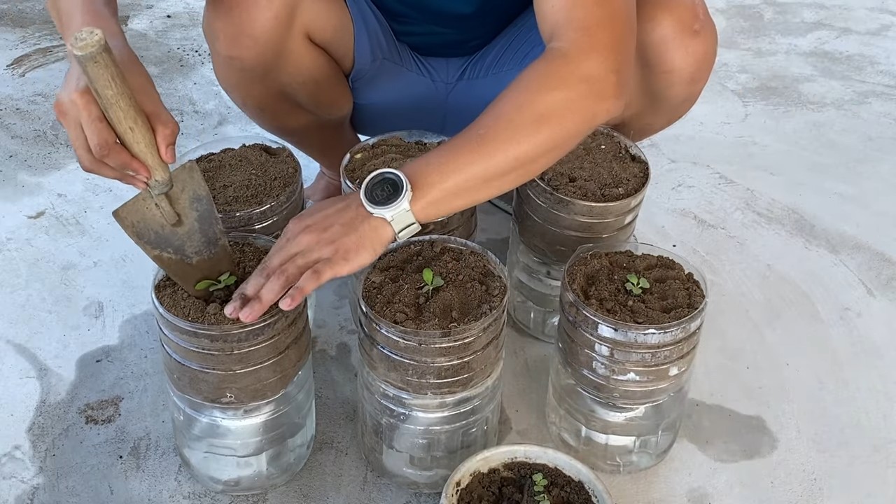 Growing Giant Mustard Greens