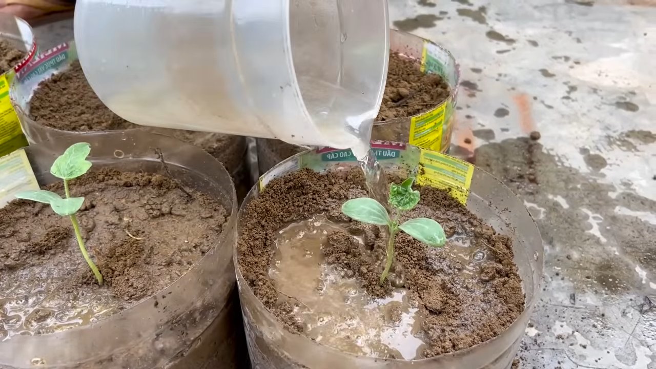 Watermelon yield boosting DIY