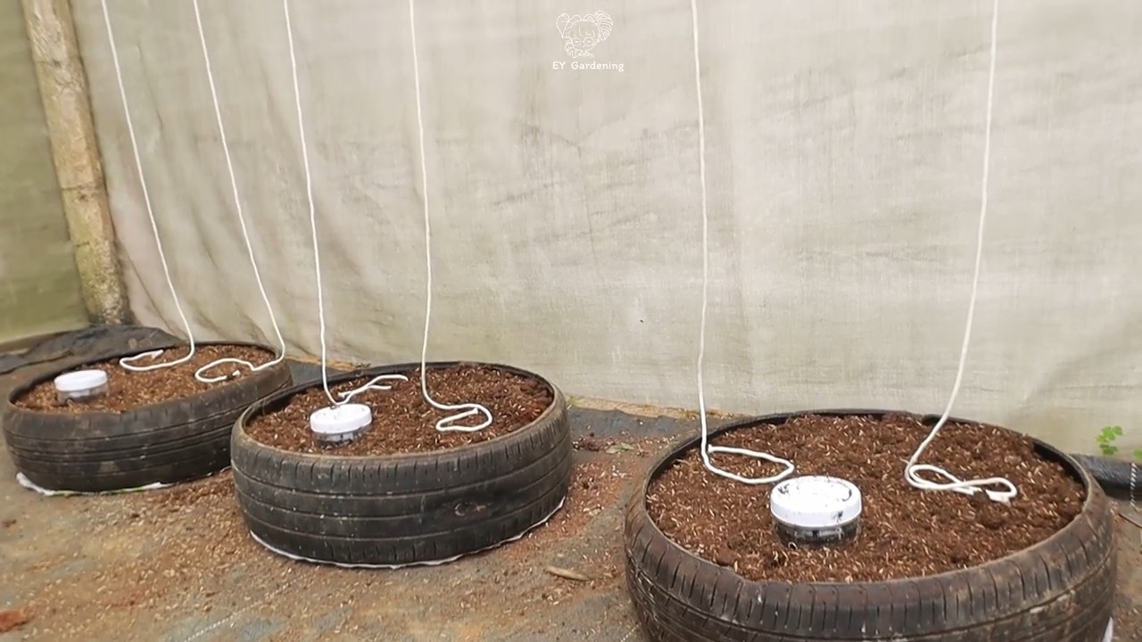 Tire Planter for Butternut Squash