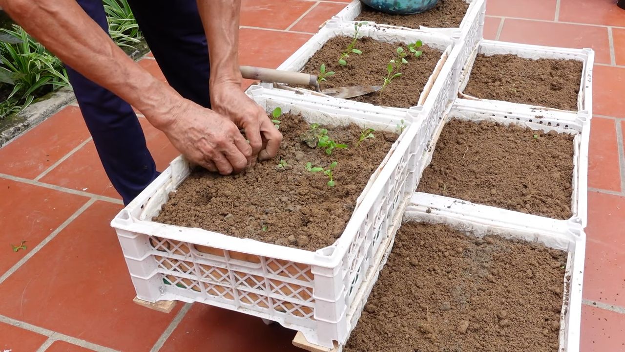 Growing veggies without a garden