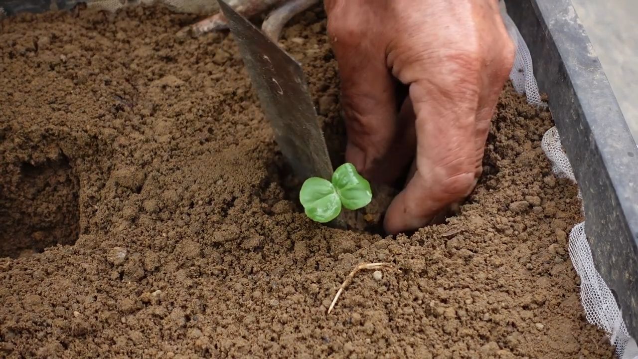 Growing Hibiscus at Home