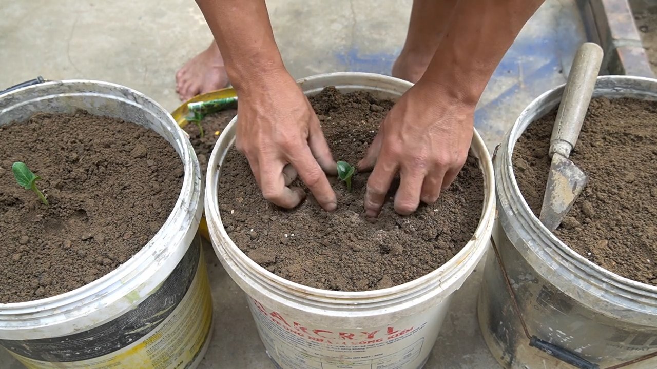 Easy zucchini growing tips