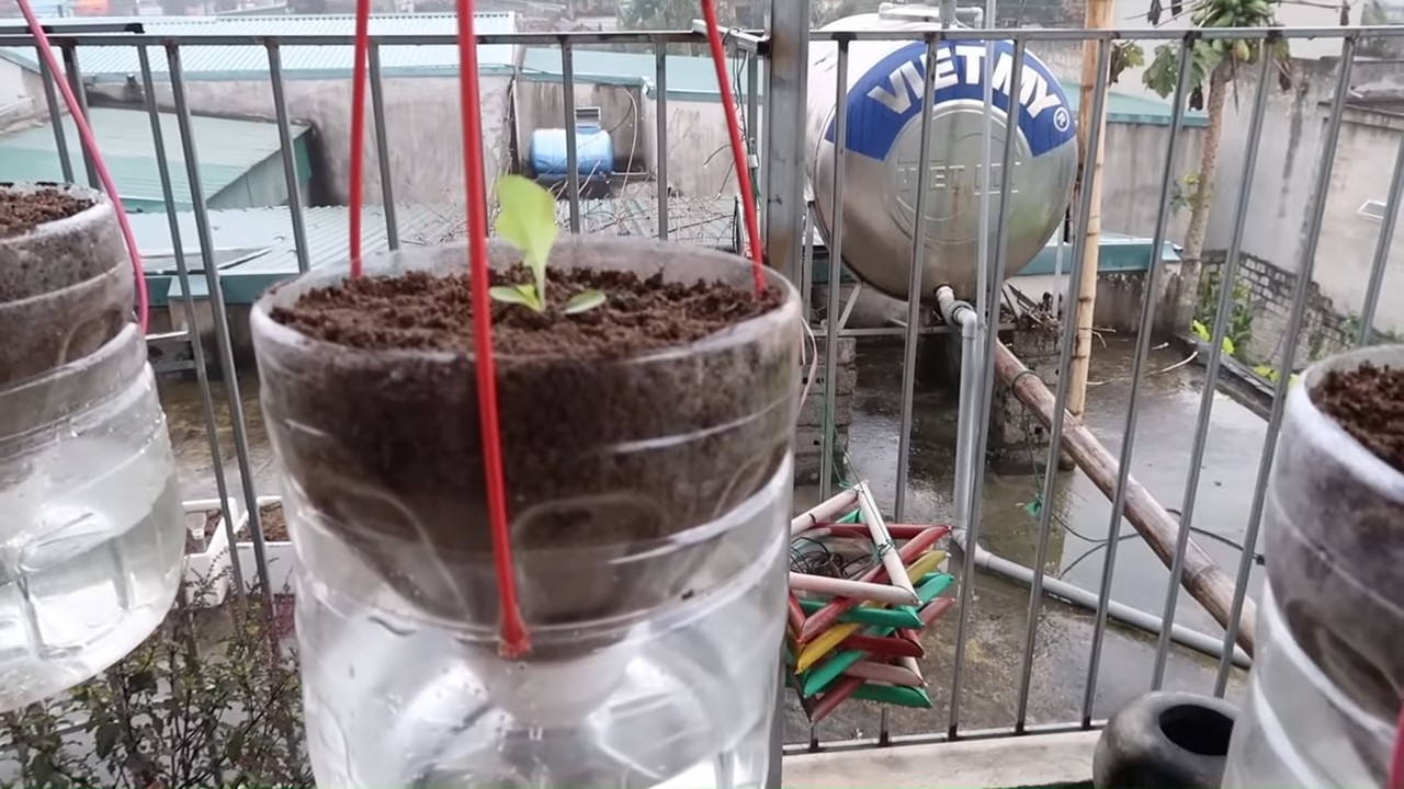 Hanging lettuce easy grow